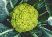 Alverda cauliflower