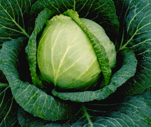 Charmant cabbage