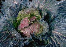 January King cabbage