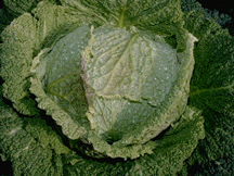 Julius cabbage