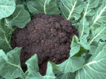 Purple Cape cauliflower