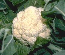 Ravella cauliflower