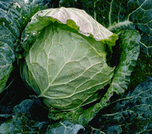 Savonarch cabbage