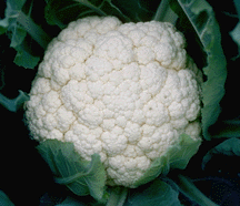 Snow crown cauliflower