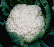 Cauliflower