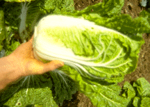 Nerva Chinese cabbage